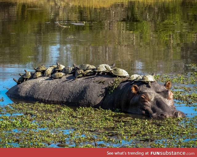 Turtles commute on a hippo