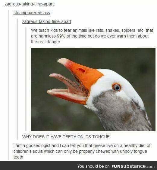 I can confirm goose are doucebags