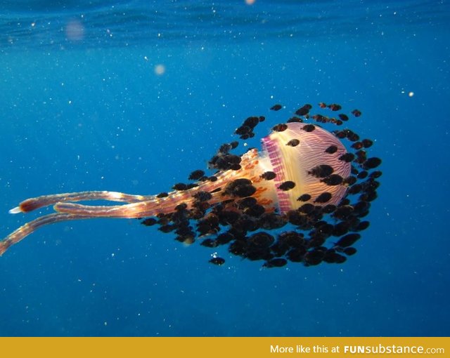 Thysanostoma jelly and friends