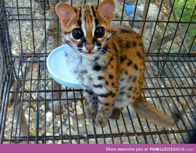 Have you ever seen a baby ocelot before?
