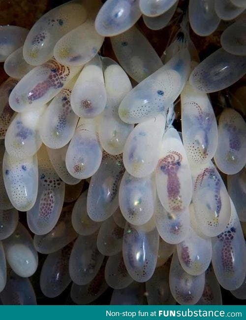 How octopus eggs look like!