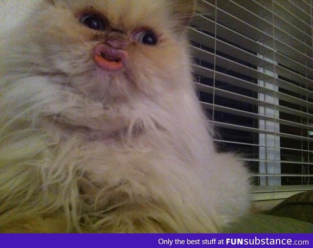 Duckface Cat