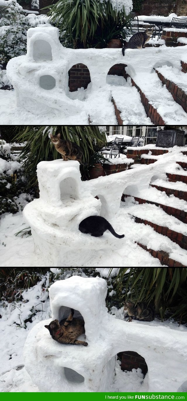 Because cats need snow forts too