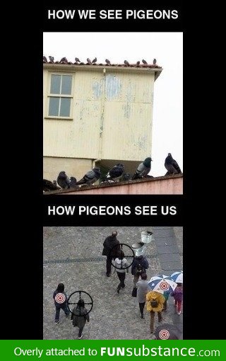 Pigeons