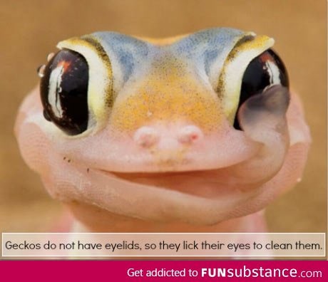 Why geckos have no eyelids