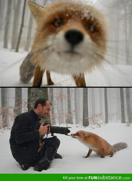 Curious fox