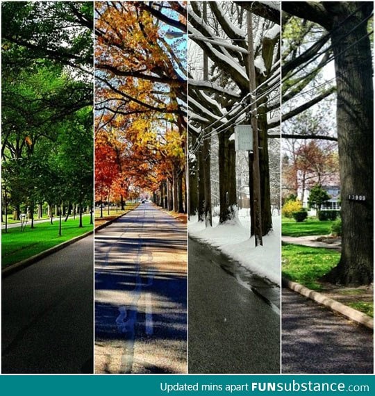 Four seasons, one picture