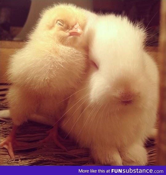 They're so fluffy!