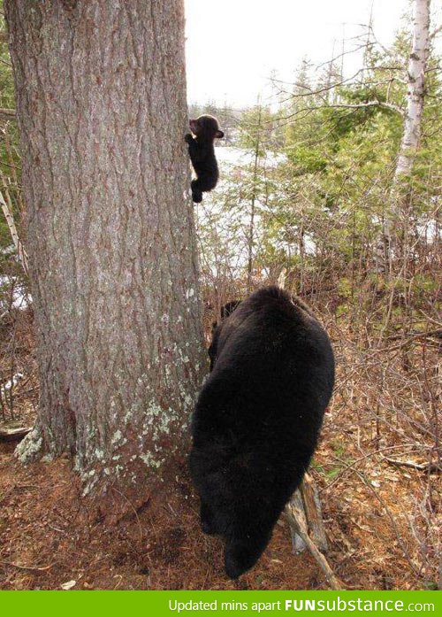 Baby Bear's First Climbing Lesson