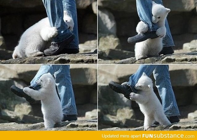 Cute baby polar bear