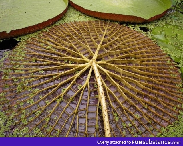 The underside of a giant Amazon water lily