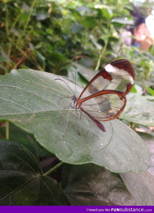 Glasswing B*tterfly