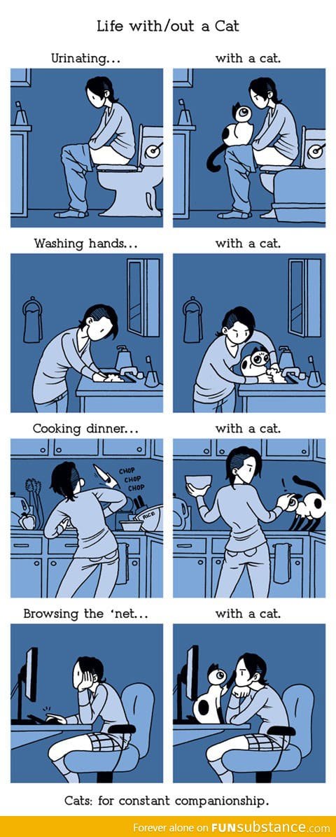 Life with a cat