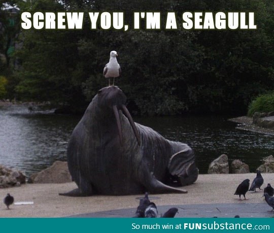 Badass seagull