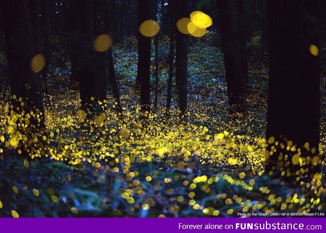 Long exposure of Fireflies, just before dark