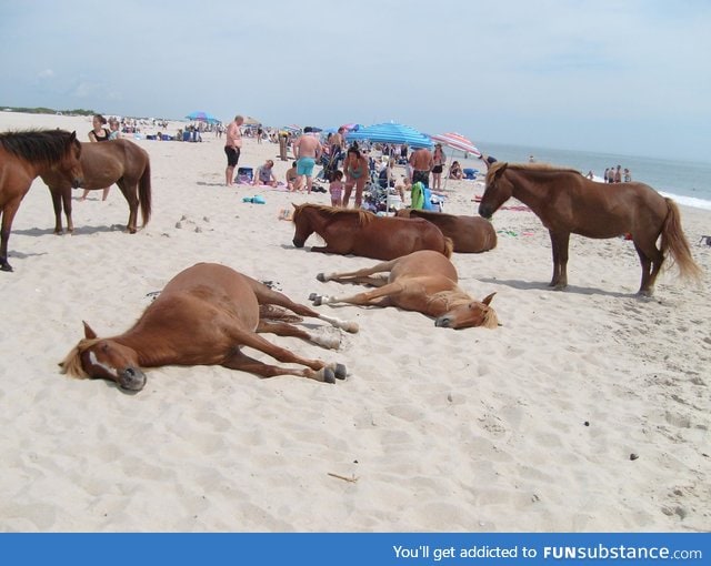Wild horses on a beach