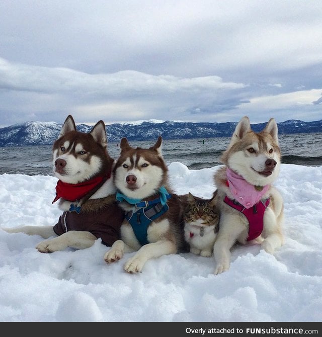 3 huskies become best friends with a cat after saving it from dying