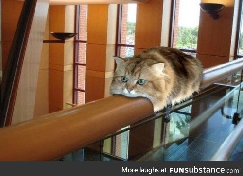 Cat monorail
