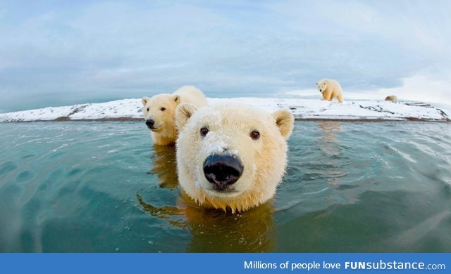 Day 460 of your daily dose of cute: Polar Olar bears