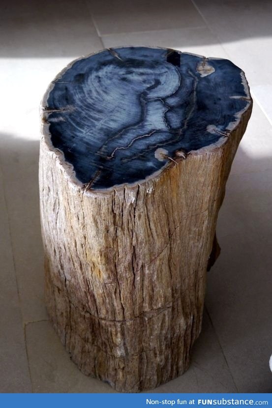 Log from a fossilized tree