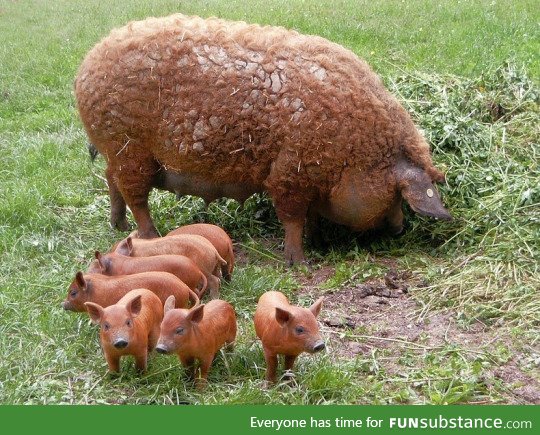 fluffy pig and her babies