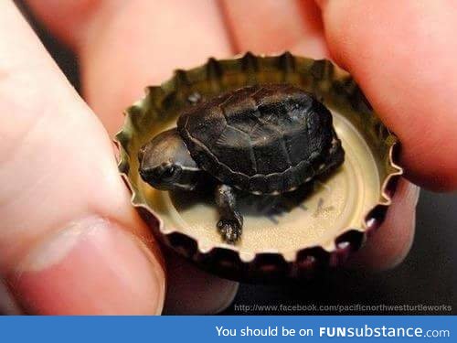 Instead of a teacup poodle its a bottlecap turtle