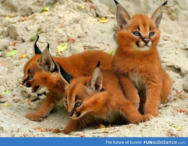 Fox? Cats? Nope, they're Caracal kittens!