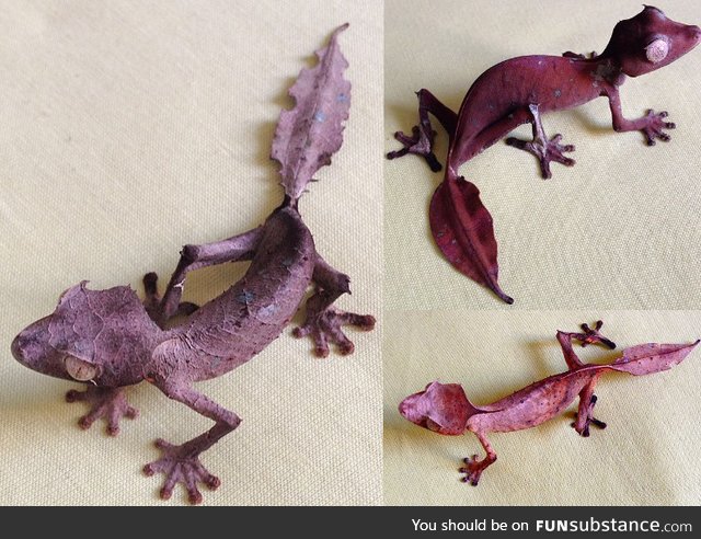 The satanic leaf gecko