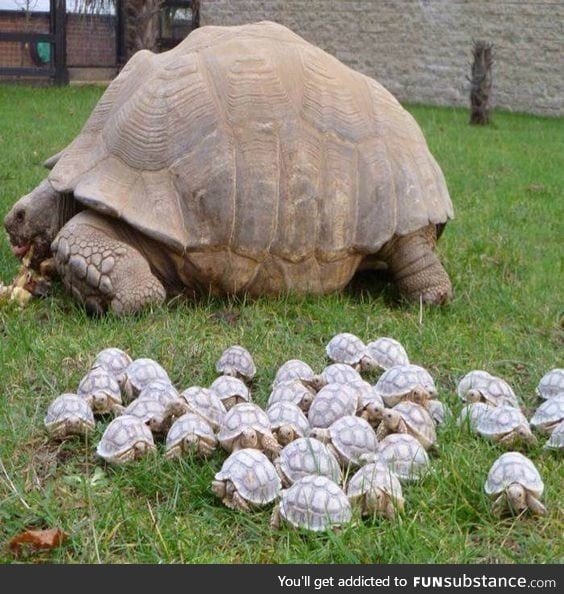Baby turtle army