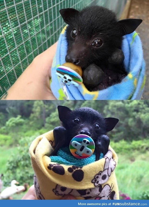 A baby bat with an airplane pacifier