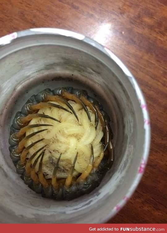 Mother centipede protects her young