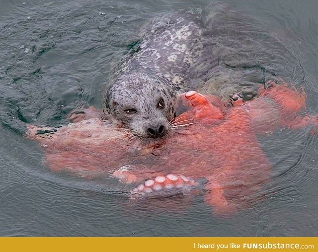 Seal catching an octopus