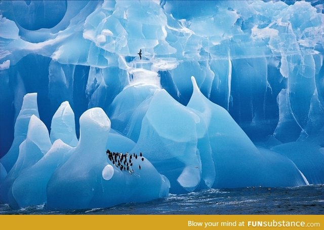 Penguins in Antarctica