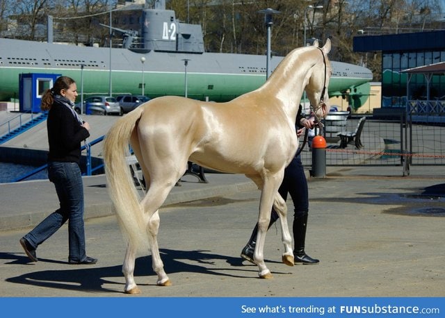 A blonde horse
