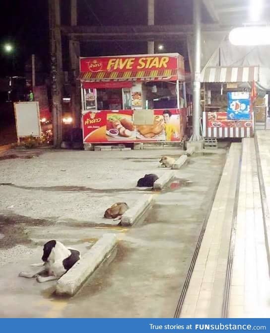 These dogs park better than most people