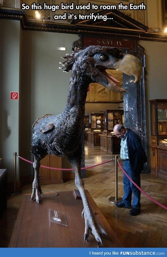 That's big birdasaur