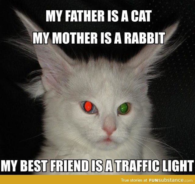 Traffic Cat