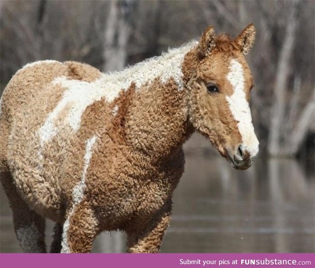 Curly-haired horse