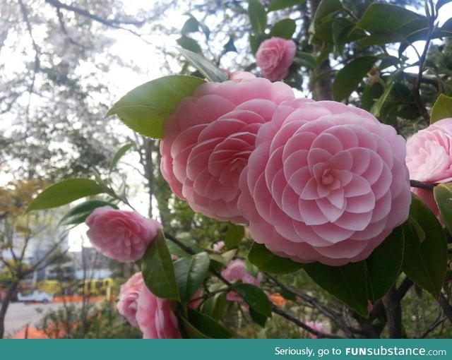 Japanese Flower: Phi at its finest!