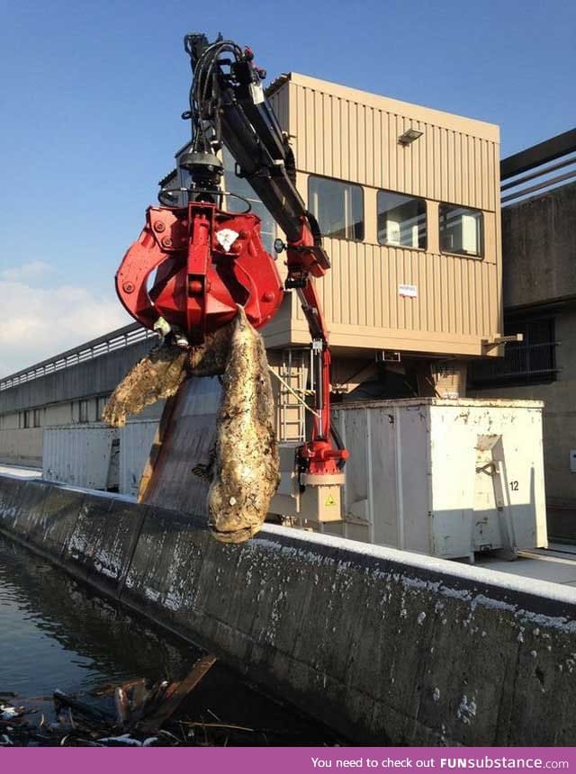 Removing a 7.4 foot, 200 pound catfish that had blocked an inlet to a hydroelectric dam