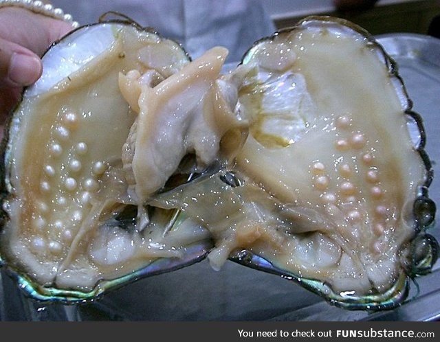 Pearls in an oyster