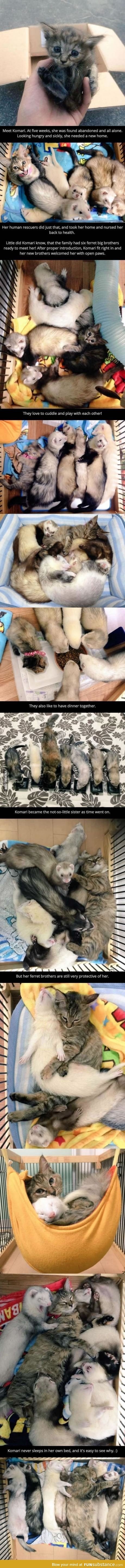 Why I love ferrets