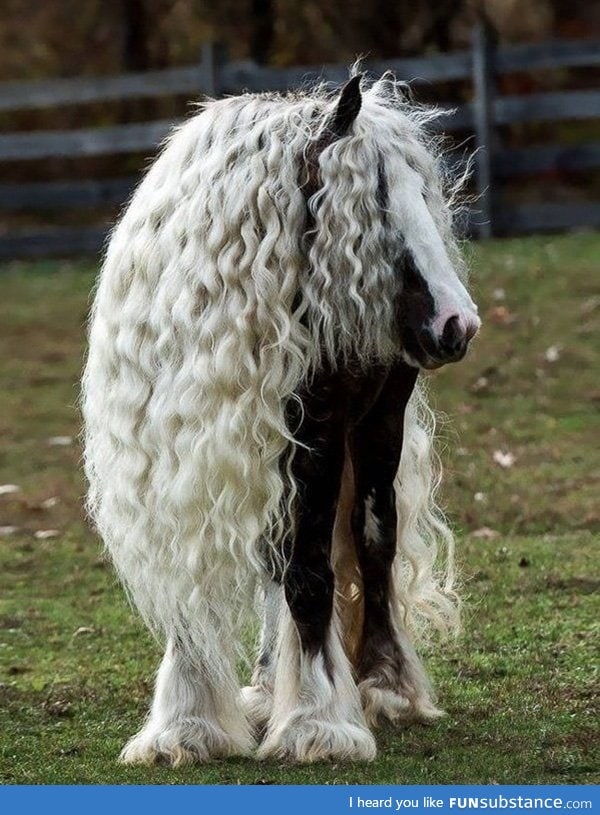 No one will ever have as good a hair day as this horse