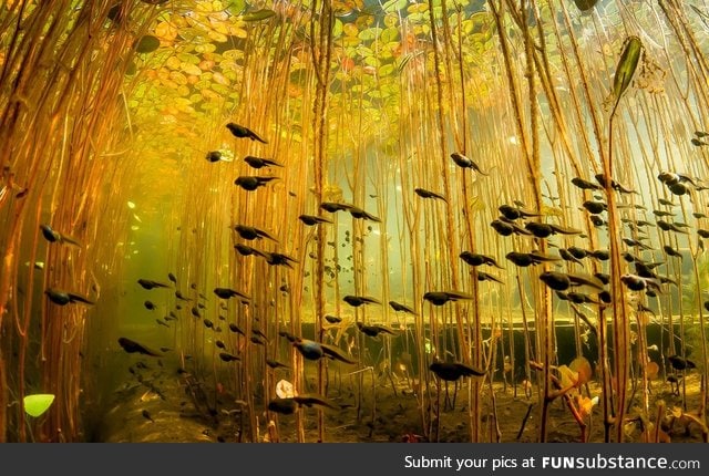Tadpoles swimming under lily pads