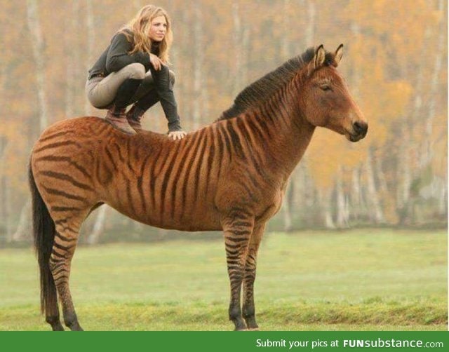Zebra + horse = Zorse