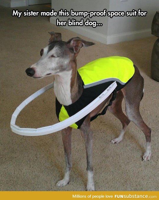 Helping a blind dog