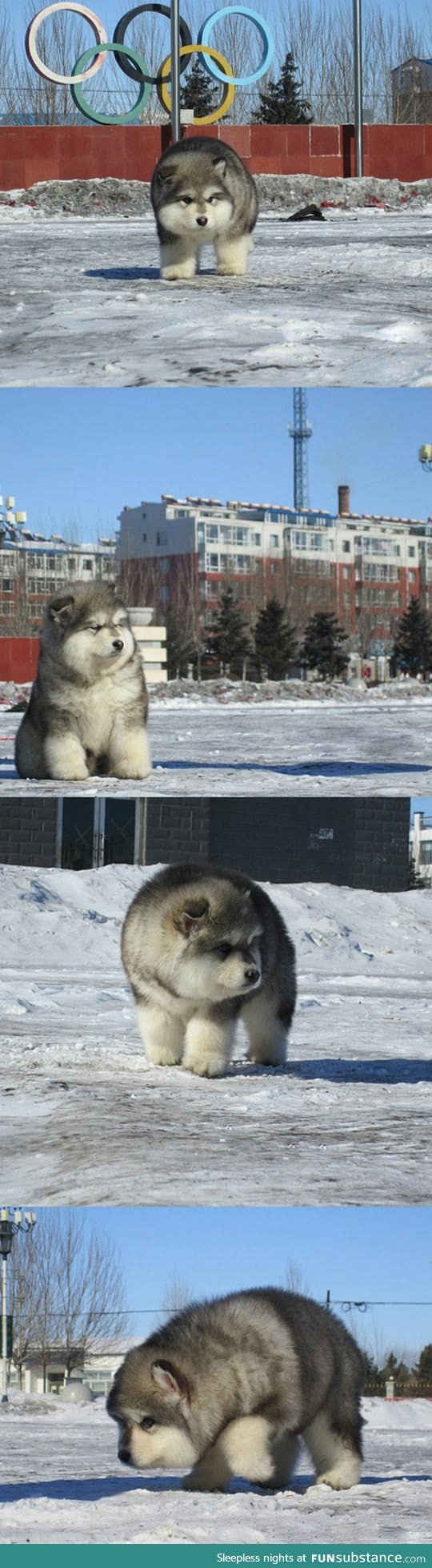 So This Canine Exists And He's Ridiculously Fluffy