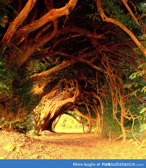 1000 years old Yew trees in Wales