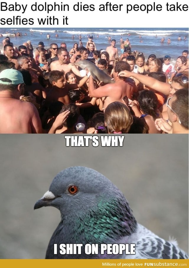 That's why birds shit on people