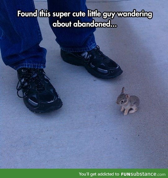 That bunny is so tiny